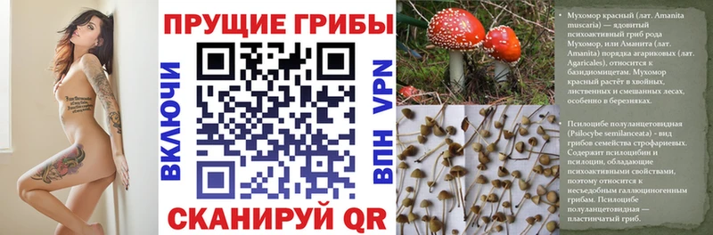 купить наркоту Юхнов площадка формула Галлюциногенные грибы Psilocybe